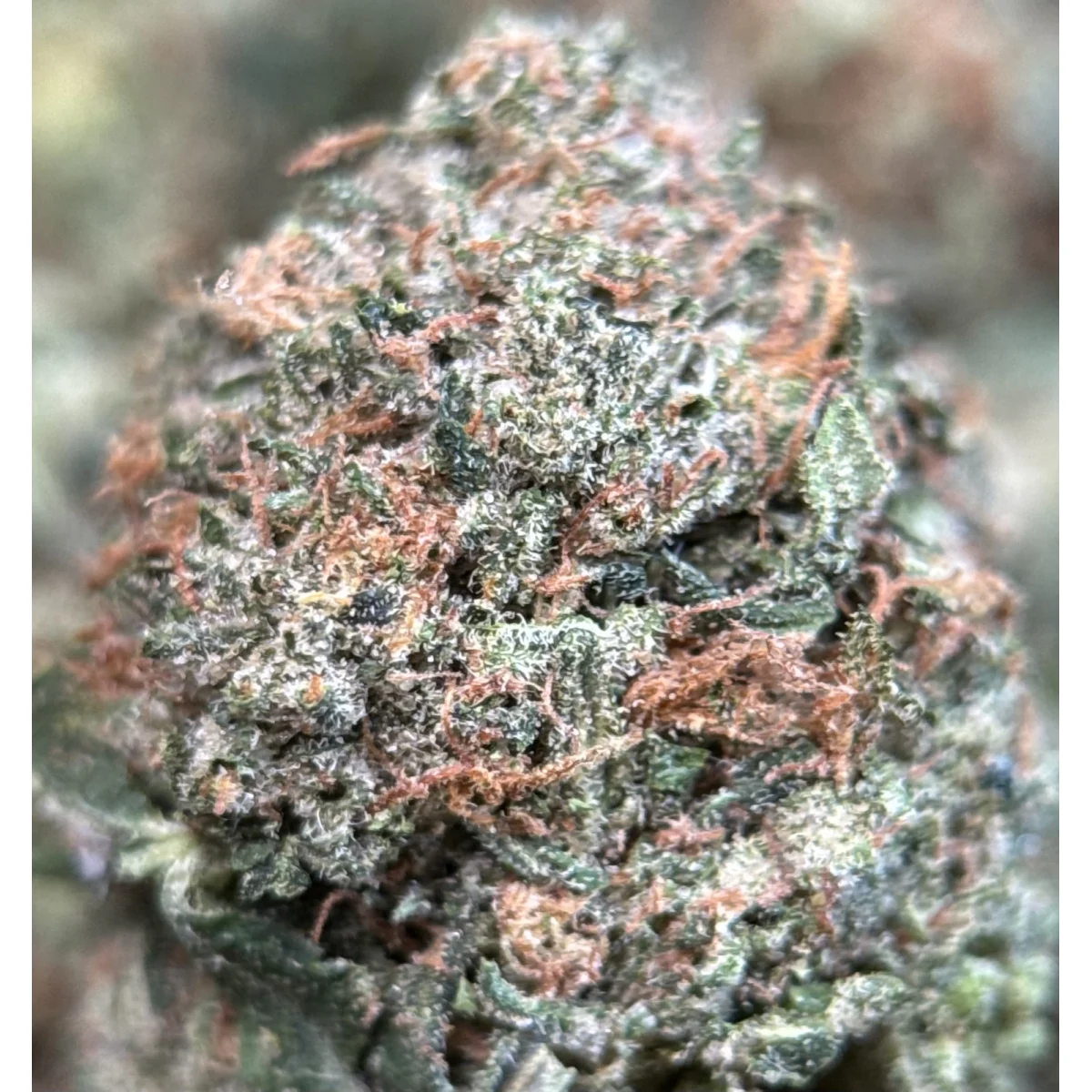 Pink Mystery photo 3