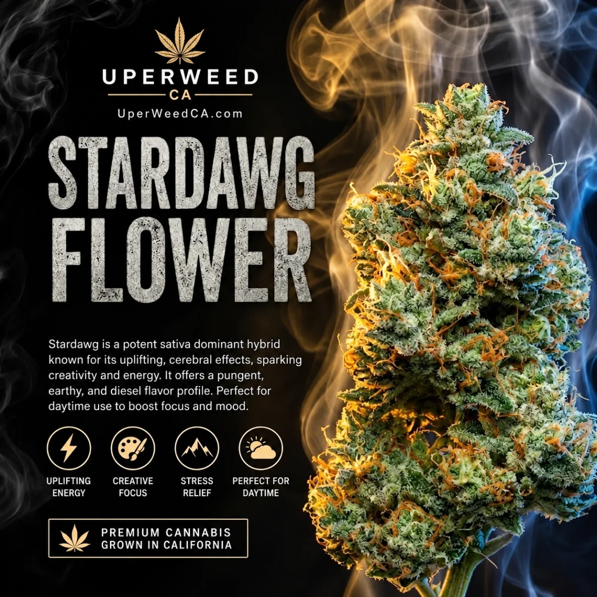 Stardawg