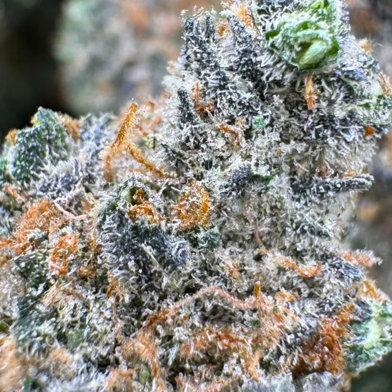 Jet Fuel Gelato Marijuana Strain
