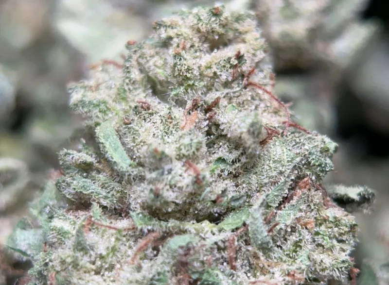 Lemon Pepper photo 3