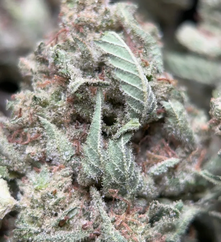 Lemon Pepper photo 7