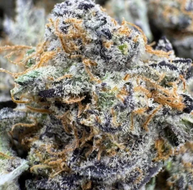 Pink Dementia