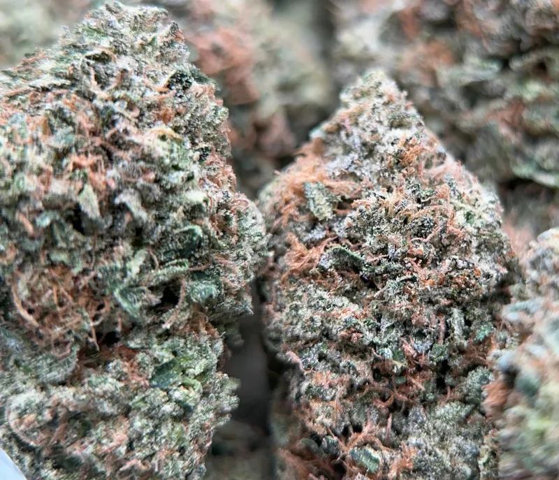 Pink Diesel photo 2
