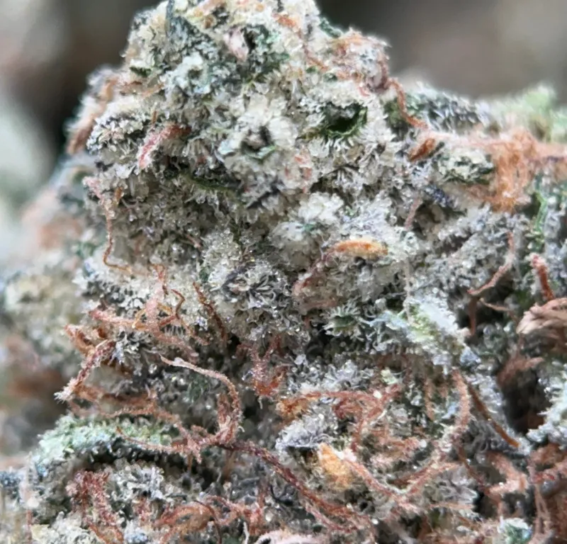Pink Diesel photo 4