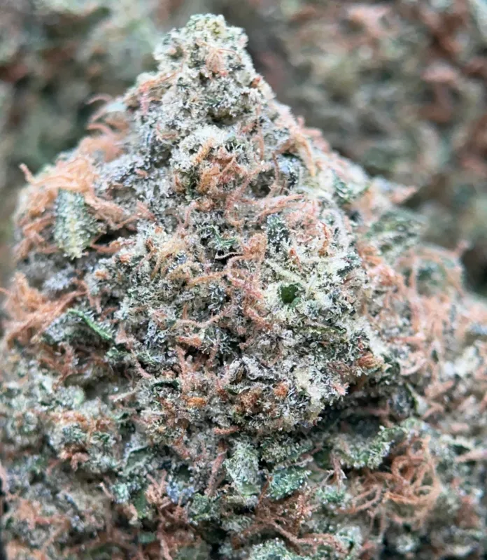 Pink Diesel photo 8