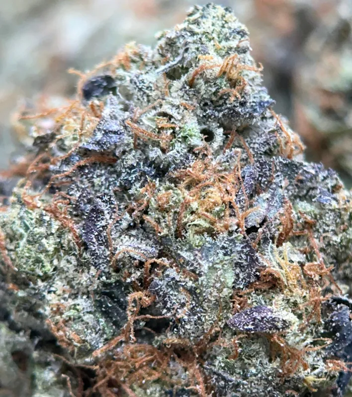 Pink Gasoline - Cali Brick photo 4