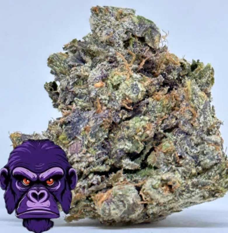 PURPLE GLUE Indica - THC 31.86% | 2Oz Bulk Deal for $180