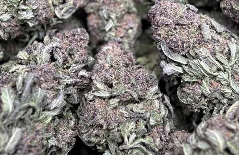 Purple Monster photo 5