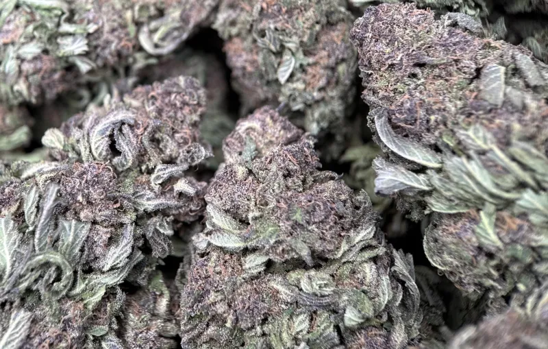 Purple Monster photo 6