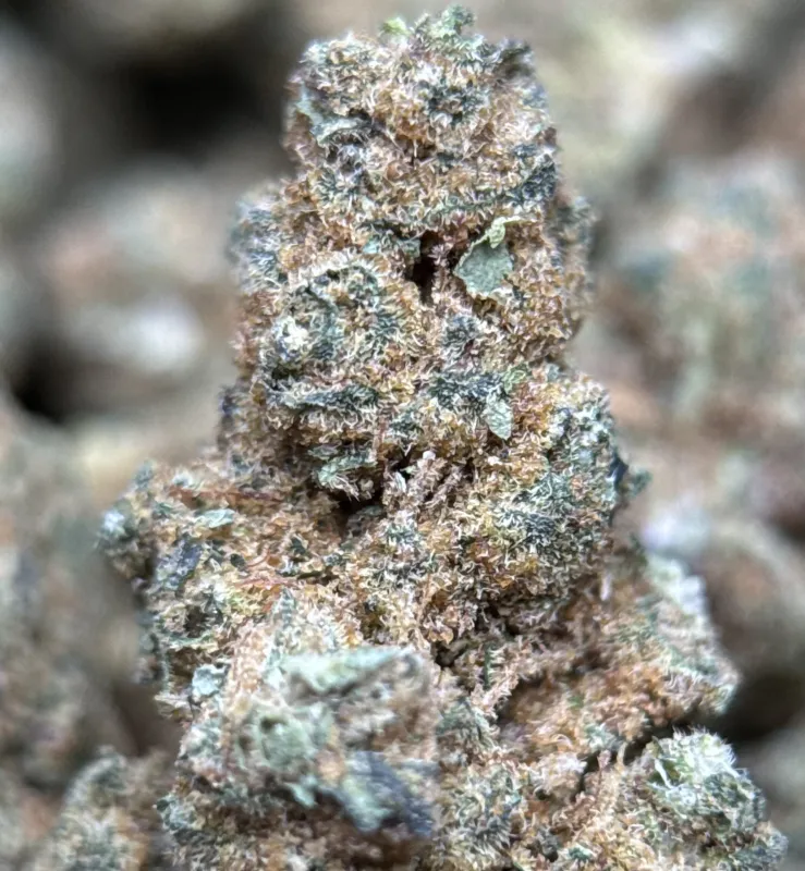 Sour Apple photo 2
