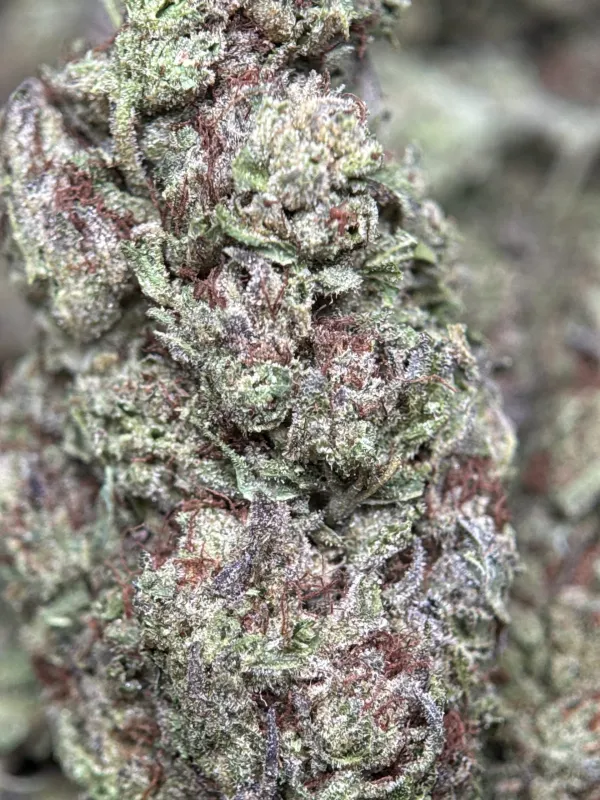 Ultra Pink photo 5