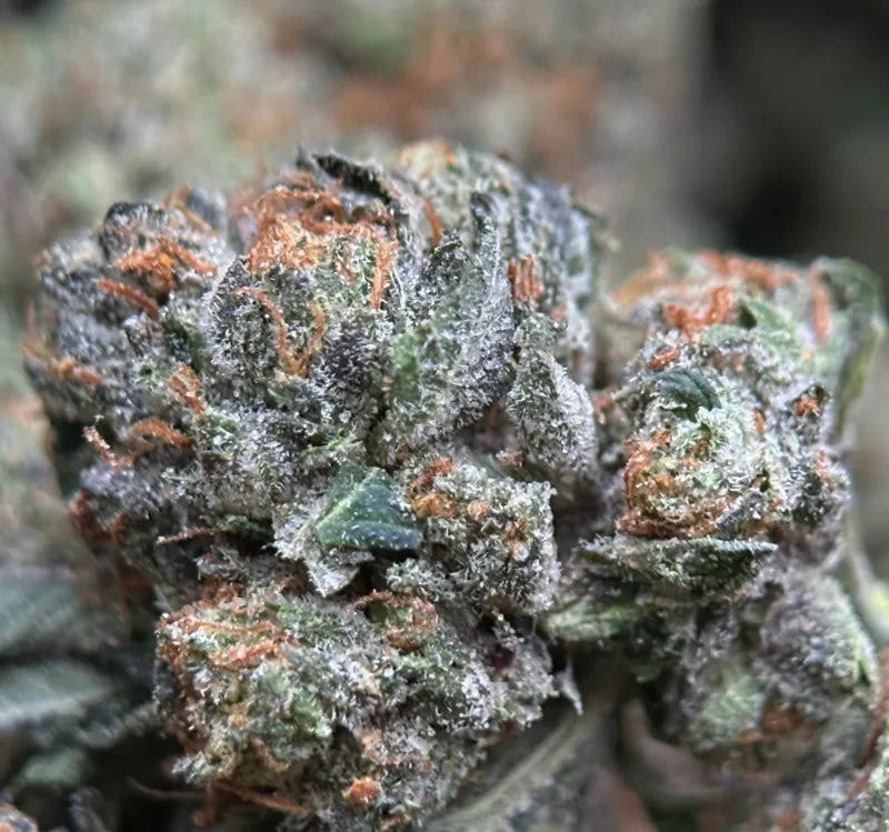 Pink Boss photo 3