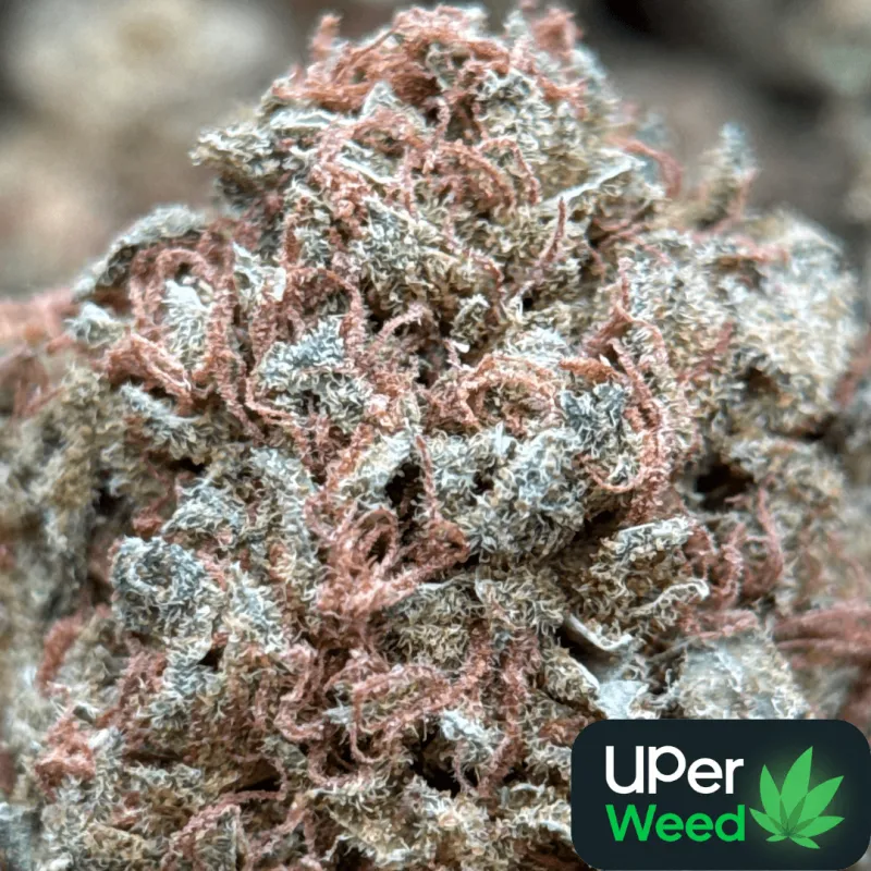 White Widow