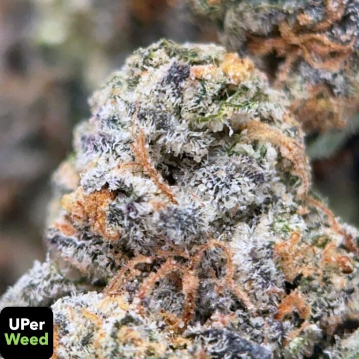 UPER Weed BC Biscotti (31.95% THC) | Premium Indica Flower | Ottawa & Gatineau Same Day Delivery