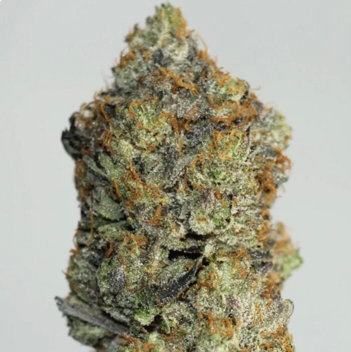 Astro Queen  – Premium Cali Brick