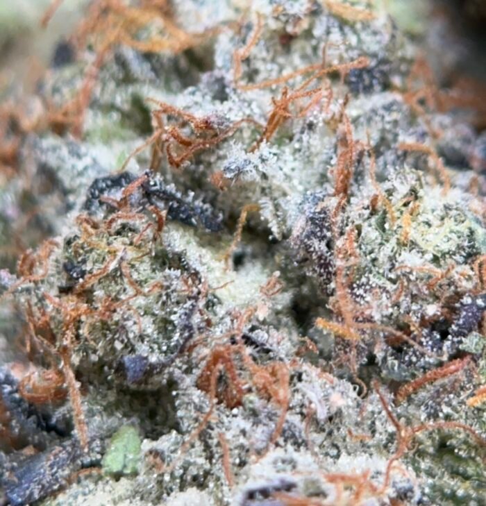 Blue Petrol Cannabis – Premium Cali Brick | Same Day Delivery Ottawa & Gatineau - Image 4