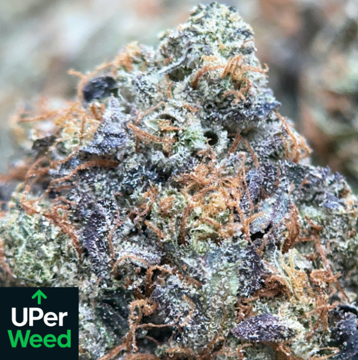 Blue Petrol Cannabis – Premium Cali Brick | Same Day Delivery Ottawa & Gatineau - Image 3