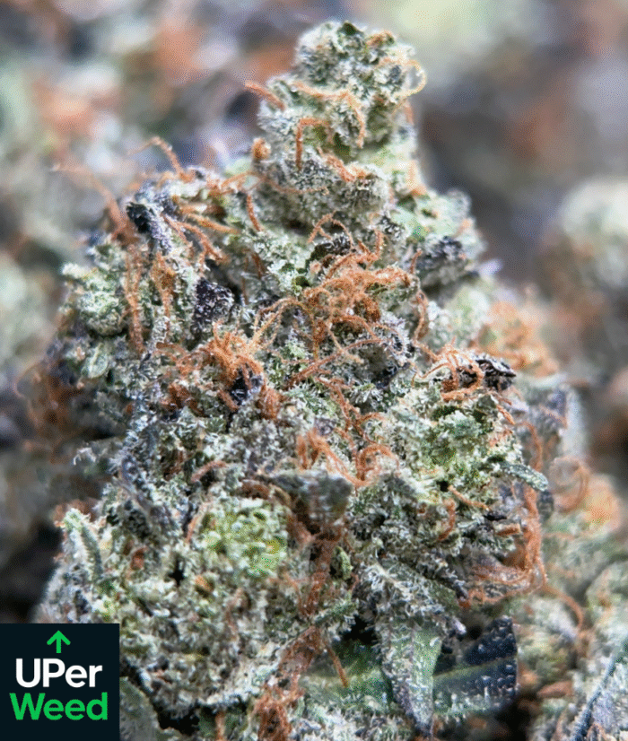 Blue Petrol Cannabis – Premium Cali Brick | Same Day Delivery Ottawa & Gatineau