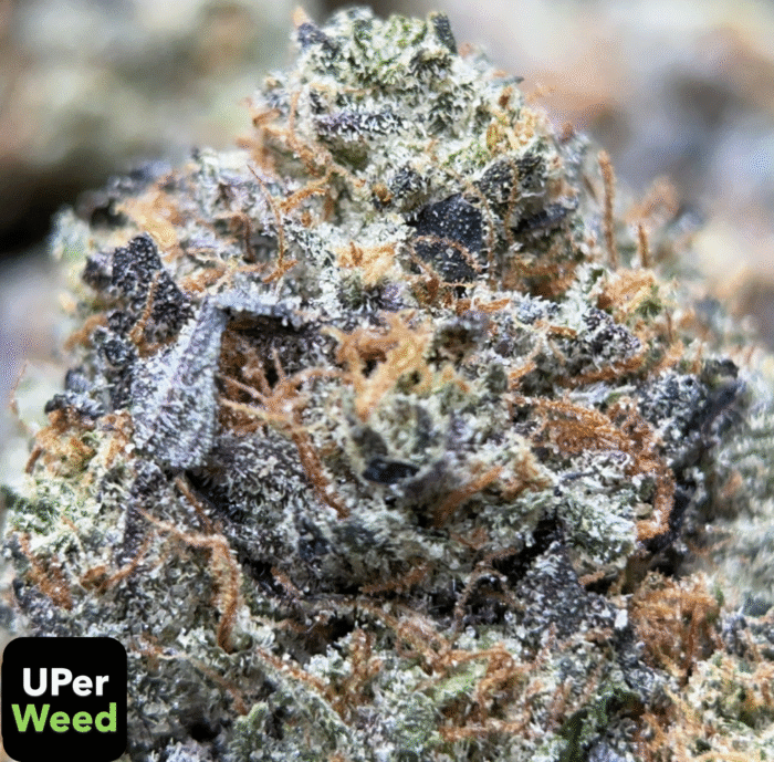 Pink Memory Loss – Indica