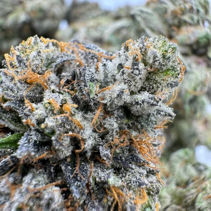 Death Tuna Indica (Cali Bricks)