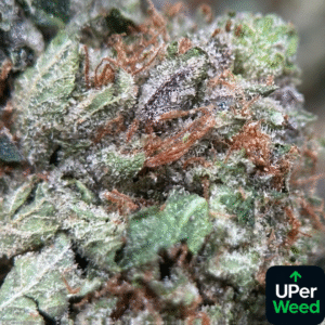 UPer Weed: Pink Boss (Indica – 32.54% THC) | Premium Indica Strain | Ottawa & Gatineau Same-Day Delivery