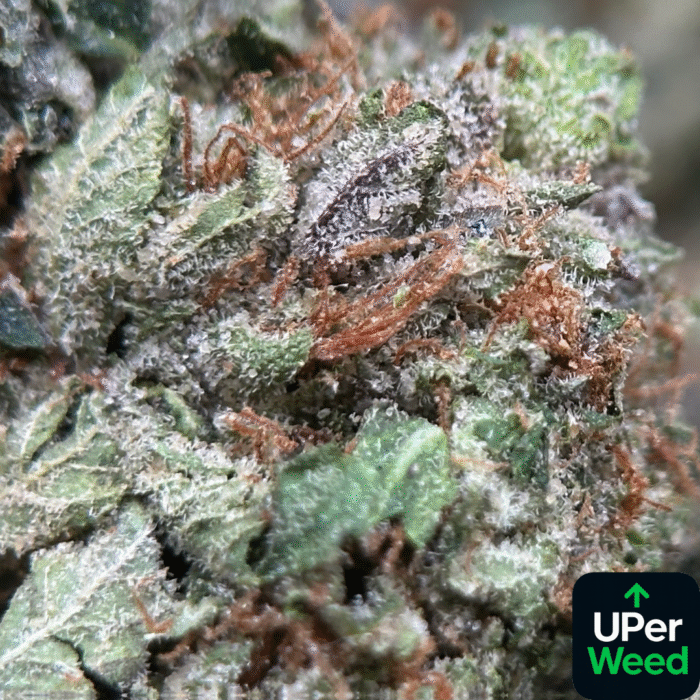 UPer Weed: Pink Boss (Indica – 32.54% THC) | Premium Indica Strain | Ottawa & Gatineau Same-Day Delivery