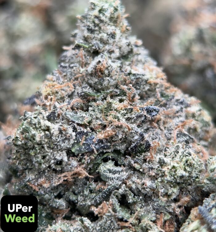 Forbidden Pink (Indica) – THC 32.6%