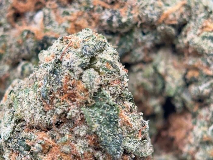 UPer Weed: Gealto #41 Sativa 32.4% THC | 4 Oz Bulk $340 | Same-Day Ottawa - Image 4