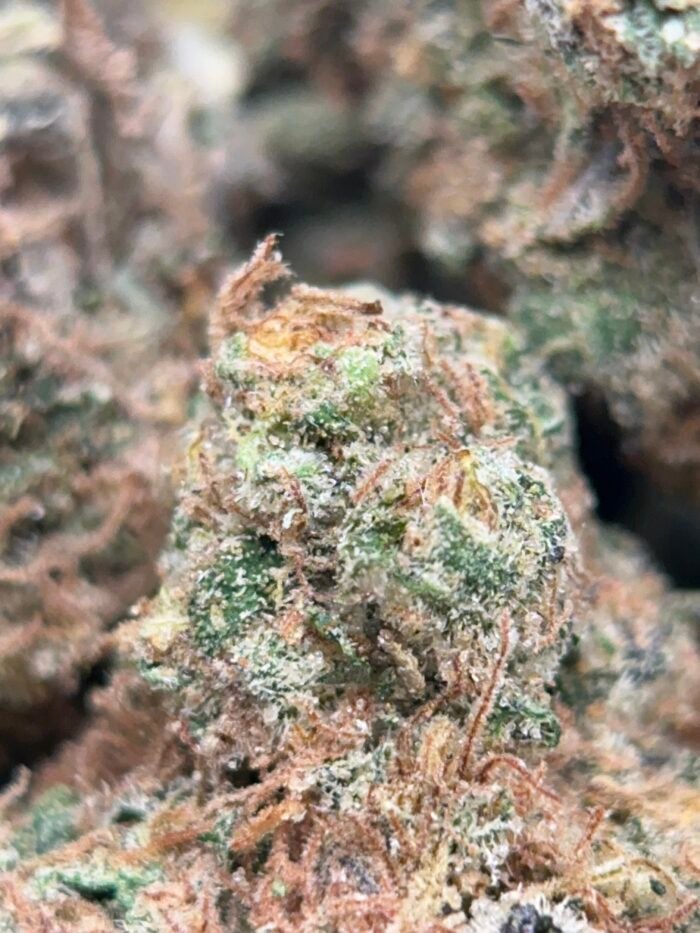 BC  Lemon Pound Cake - Hybrid - Image 3