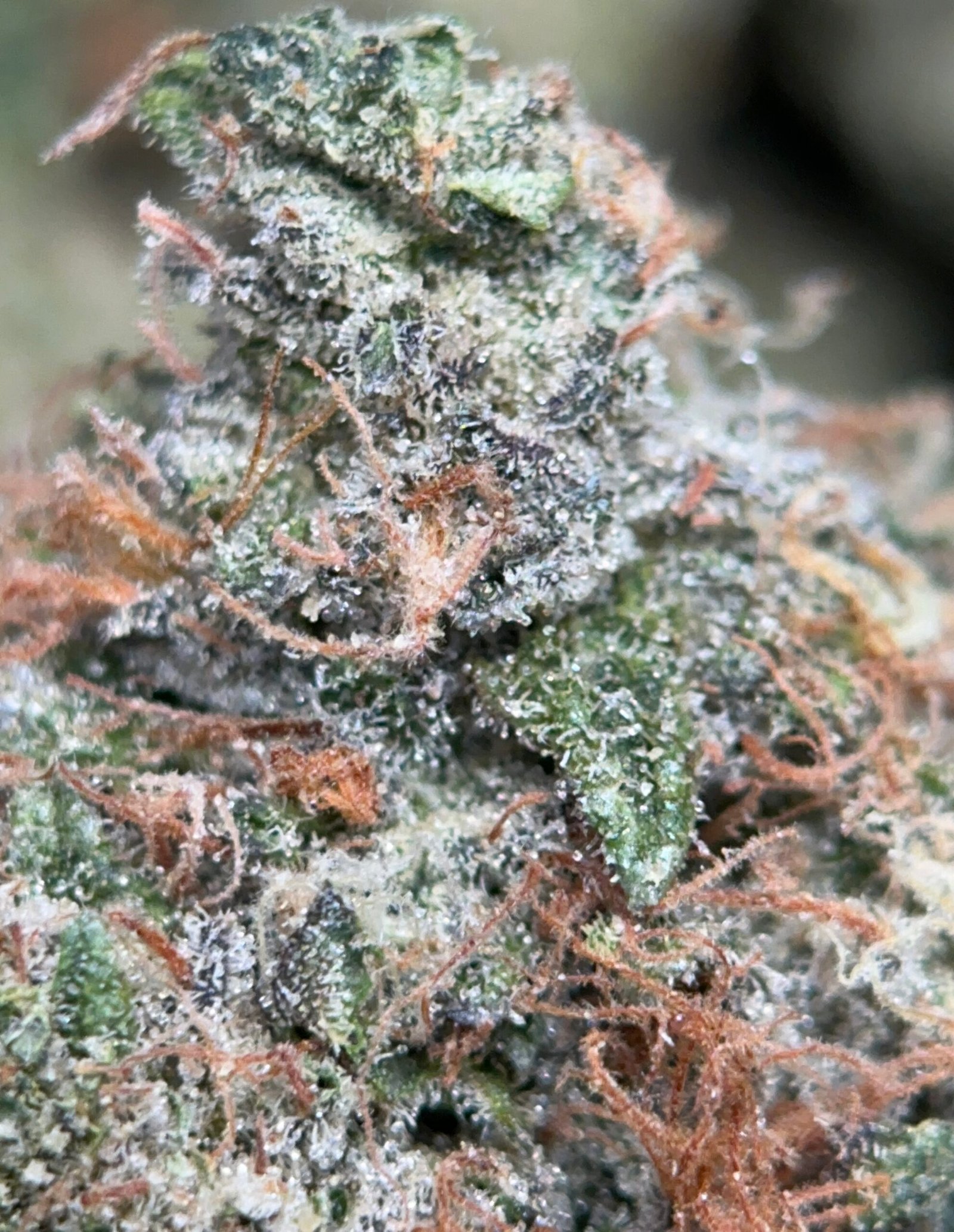 UPer Weed: Astro Blackhole Indica - Same Day Weed Delivery Ottawa & Gatineau - Image 2