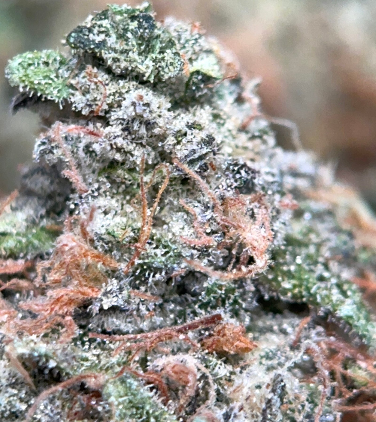 UPer Weed: Astro Blackhole Indica - Same Day Weed Delivery Ottawa & Gatineau - Image 3