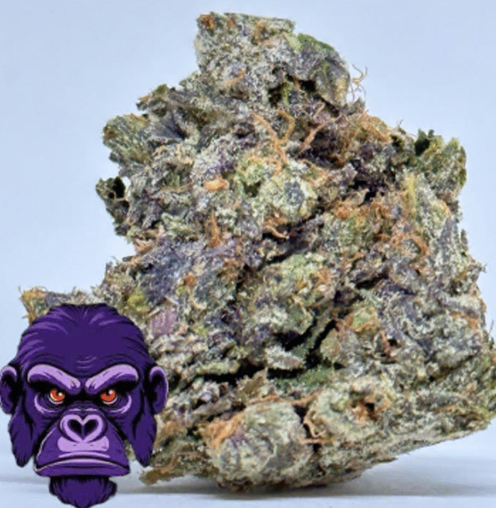 PURPLE GLUE  Indica - THC 31.86% | 2Oz Bulk Deal for $180