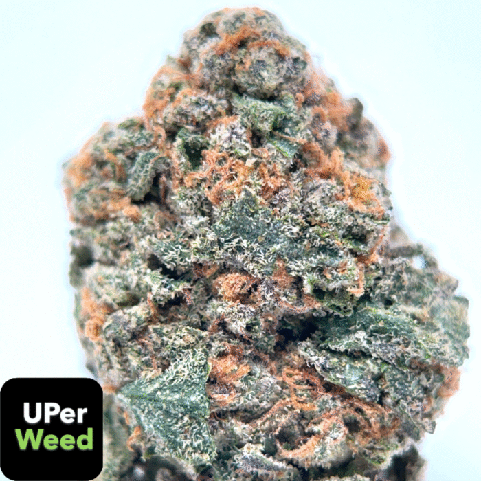 UPer Weed: Gealto #41 Sativa 32.4% THC | 4 Oz Bulk $340 | Same-Day Ottawa - Image 3