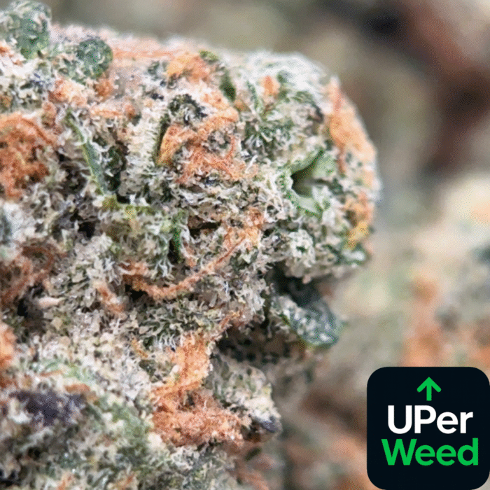 Gelato #41