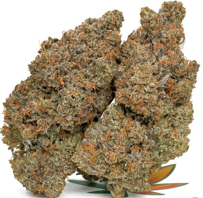Pink Insanity (Indica) – THC 35.20% | Premium BC Craft Cannabis